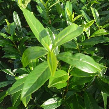 Prunus caucasica (groen, haagplant, Prunus Laurierkers) beschikbaar voor biedingen