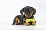 Kortharige dwergteckel pups - Belgische Teckel fokker, Dieren en Toebehoren, Honden | Teckels en Dashonden, Parvo, België, 8 tot 15 weken