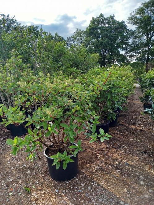 Hydrangea paniculata Wims red hortensia, Tuin en Terras, Planten | Struiken en Hagen, Ophalen