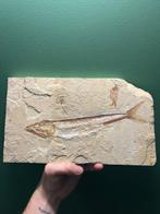 Vis - Gefossiliseerd dier - Prionolepis Cataphractus - 29 cm, Verzamelen