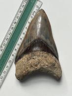 Megalodon tand 12,5 cm - Fossiele tand - Carcharocles