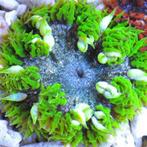 Epicystis Crucifer (Groen) (Ong. 5 cm), Ophalen of Verzenden, Nieuw