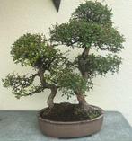 Japanese iep bonsai (Zelkova) - Hoogte (boom): 130 cm -