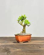 Berberis - Hoogte (boom): 15 cm - Diepte (boom): 10 cm -