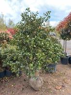 Camellia Sasanqua japanse roos, Tuin en Terras, Planten | Struiken en Hagen, Ophalen