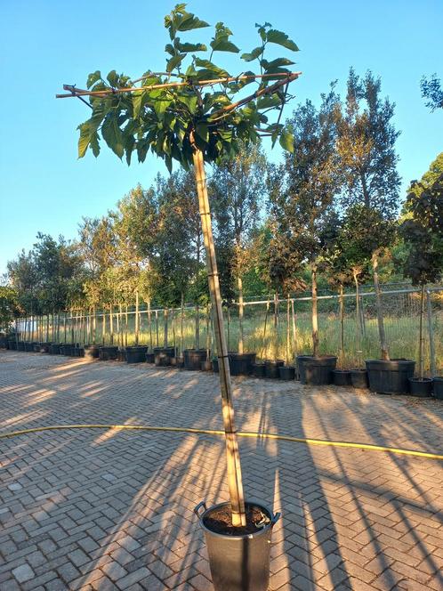 Morus alba dakmoerbei dakvorm, Tuin en Terras, Planten | Bomen, Ophalen