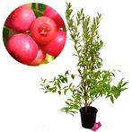 Blauwe Bes Pink Lemonade, Tuin en Terras, Verzenden, Halfschaduw