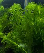 Aquariumplant - Elodea Densa bos (zuurstof), Dieren en Toebehoren, Vissen | Aquaria en Toebehoren, Nieuw, Sierelement, Verzenden