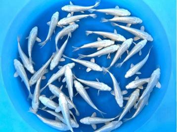 Sakazume 14-16cm  platinum ogon mix (Japanse Koi) beschikbaar voor biedingen