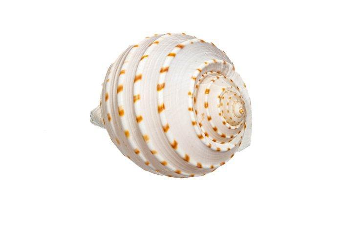 Dolium Schnecke - ZONDER MINIMUMPRijs Taxidermie wandmontage, Verzamelen, Dierenverzamelingen