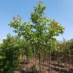 Walnootboom - Juglans regia - Omtrek: 18-25 cm | Hoogte: 400, Tuin en Terras, Planten | Bomen, Ophalen of Verzenden