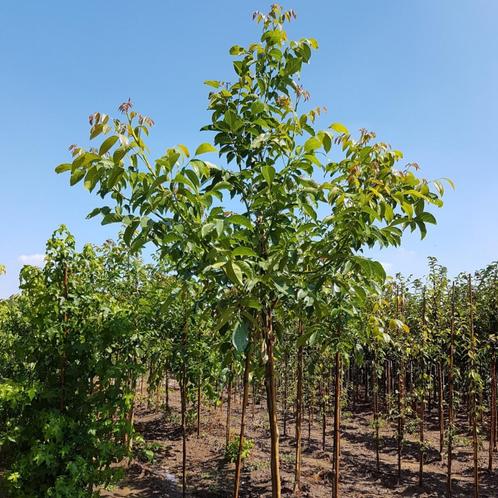 Walnootboom - Juglans regia - Omtrek: 18-25 cm | Hoogte: 400, Tuin en Terras, Planten | Bomen, Ophalen of Verzenden