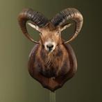 Moeflon Taxidermie Opgezette Dieren By Max, Verzamelen, Dierenverzamelingen, Ophalen of Verzenden, Nieuw, Wild dier, Opgezet dier