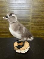 Eend Taxidermie Opgezette Dieren By Max, Verzamelen, Dierenverzamelingen, Ophalen of Verzenden, Nieuw, Vogel, Opgezet dier