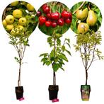 fruitbomen Appel Peer Kers + Pot 23cm 3 stuks, Tuin en Terras, Planten | Fruitbomen, Verzenden, Volle zon