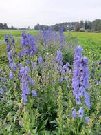 Aconitum Arendsii Carmichaelii Monnikskap (vaste planten), Tuin en Terras, Bloembollen en Zaden, Ophalen of Verzenden, Volle zon