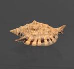 oranje gekleurde monding  akkerbouw-schelp  Taxidermie, Nieuw