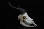 Springbok Schedel - Antidorcas marsupialis - 0 cm - 0 cm - 0, Nieuw