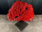 Enorme en majestueus rood koraal met pijpenorgel. Taxidermie