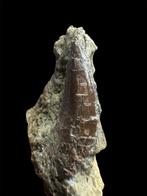 zeer zeldzaam - Fossiele tand - Torvosaurus - 4 cm - 2 cm, Verzamelen