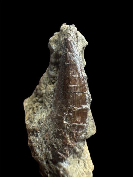 zeer zeldzaam - Fossiele tand - Torvosaurus - 4 cm - 2 cm, Verzamelen, Mineralen en Fossielen