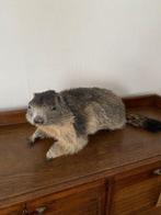 Alpine Marmot Taxidermie volledige montage - Marmota marmota, Verzamelen, Dierenverzamelingen, Nieuw