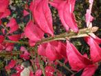 Euonymus alatus, kardinaalsmuts met vierkante takken, Tuin en Terras, Planten | Bomen, In pot, Minder dan 100 cm, Overige soorten