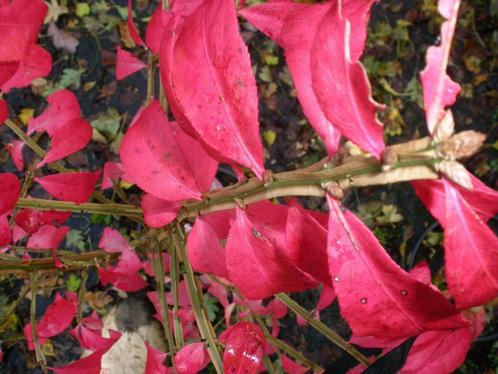 Euonymus alatus, kardinaalsmuts met vierkante takken, Tuin en Terras, Planten | Bomen, Overige soorten, In pot, Minder dan 100 cm