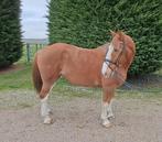 Knappe super brave recreatie merrie!, Dieren en Toebehoren, Paarden, Merrie, B, 160 tot 165 cm, Ontwormd