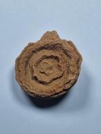 Fossiel fragment - stromatolite (Zonder Minimumprijs), Verzamelen, Mineralen en Fossielen