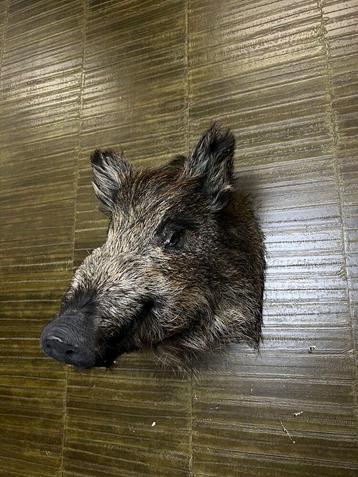 Wild Zwijn Taxidermie Opgezette Dieren By Max beschikbaar voor biedingen