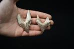 Prime walvis, buitengewoon molair van Basilosaurus -