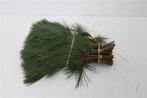 Kiefer dennen groen bos 10 stuks ca. 40 cm, Huis en Inrichting, Ophalen of Verzenden, Nieuw