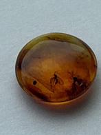 Amber - Barnsteen (Zonder Minimumprijs), Verzamelen, Mineralen en Fossielen