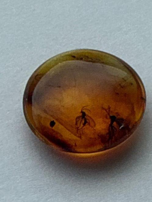 Amber - Barnsteen (Zonder Minimumprijs), Verzamelen, Mineralen en Fossielen