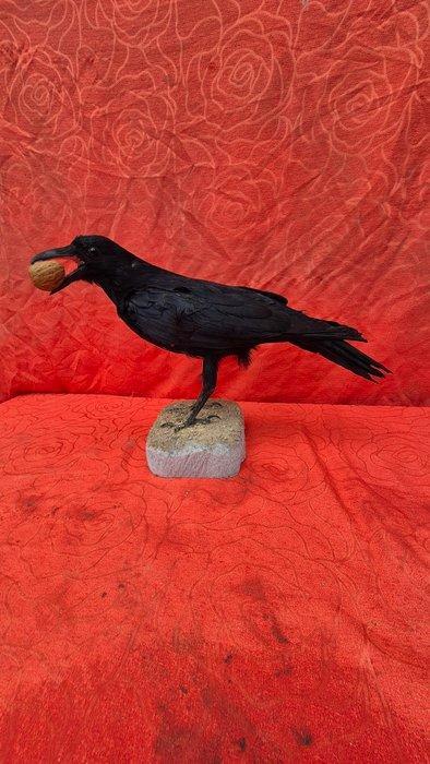 zwarte raaf Taxidermie wandmontage - Corvus corone - superbe, Verzamelen, Dierenverzamelingen