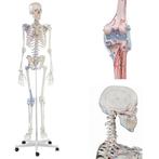 Anatomie model menselijk skelet met spieren en ligamenten, Nieuw, Verzenden