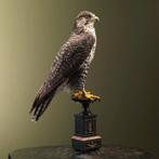 Hybride Valk Taxidermie Opgezette Dieren By Max, Ophalen of Verzenden, Nieuw, Vogel, Opgezet dier