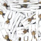 10 x Malabar Nephilid Spiders, Opgezwollen Abdomen, A1, Nieuw