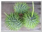 Cucumis hirsutus = sier - basiseenheid, Hobby en Vrije tijd, Knutselen, Ophalen of Verzenden, Nieuw