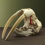 Walrus Taxidermie volledige montage - Odobenus rosmarus - 0, Verzamelen, Nieuw
