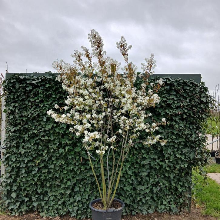 Meerstammige krentenboom | Amelanchier lamarckii, Tuin en Terras, Planten | Bomen