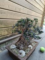 Olijf bonsai (Olea europaea) - Hoogte (boom): 35 cm - Diepte