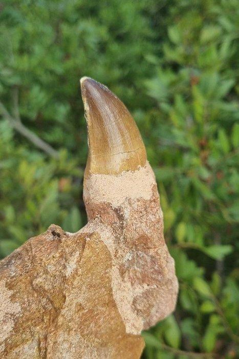 Zeereptiel - Fossiele tanden - Mosasaurus - 10 cm - 10 cm, Verzamelen, Mineralen en Fossielen