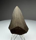 Witte haai - Fossiele tand - 4.8 cm - 3.2 cm (Zonder, Verzamelen, Mineralen en Fossielen