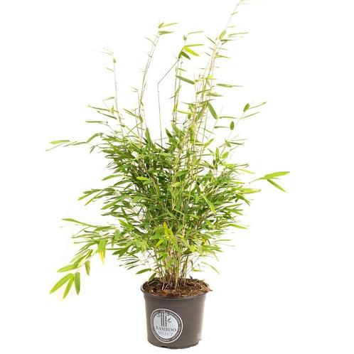 Flower-up Bamboe "Niet woekerend" XL - Fargesia - 70-90 cm -