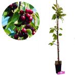 Prunus avium ‘Kordia’ + pot 11cm, Verzenden, Volle zon