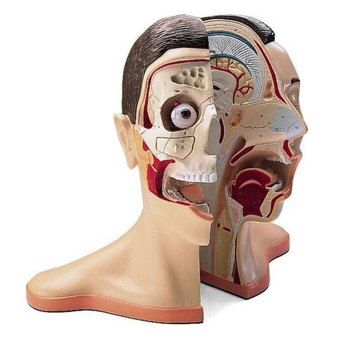 Anatomie model hoofd en nek, 5-delig, Sport en Fitness, Overige Sport en Fitness, Verzenden