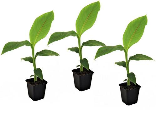 Winterharde bananenplanten - 3 stuks, Huis en Inrichting, Kamerplanten, Verzenden