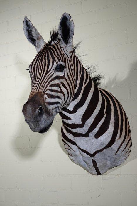 Zebra Head Taxidermie wandmontage - Equus quagga - 45 cm -, Verzamelen, Dierenverzamelingen